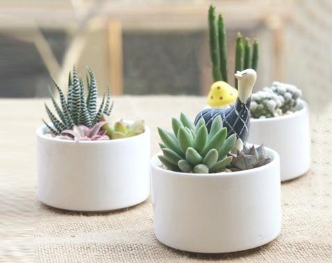 多肉植物盆栽套餐